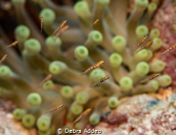 These tiny fish were swimming through the anemone by Debra Addeo 